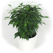 Ficus + Cachep Branco